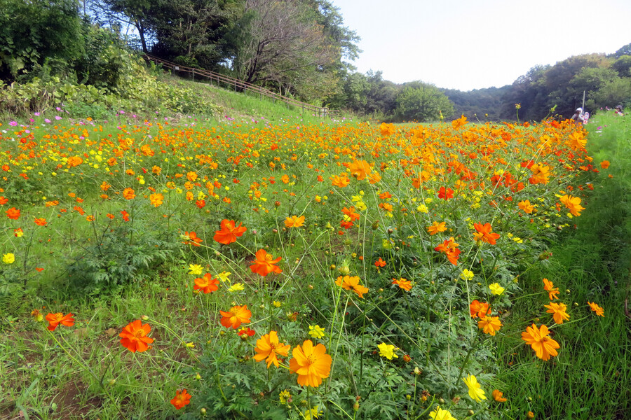 https://seishinhoken.jp/files/articles__contents/l/01m51sf5hssmdtgk963yk6s7dd.jpg